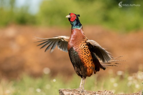 Tok, Ľubomír Ondráško