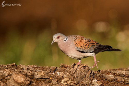 Hrdlička, Ľubomír Ondráško
