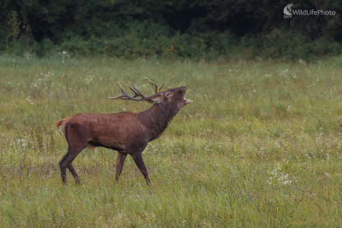 Jeleň lesný (Cervus elaphus), Jaroslav Praženka