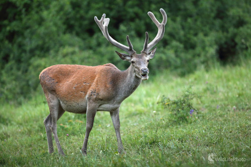 Jelenček, Marián Jamrich