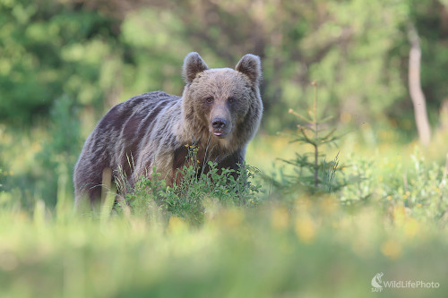 Medveď hnedý, Dominik Kalata