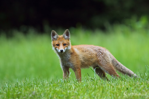 líšča, Peter Jurík