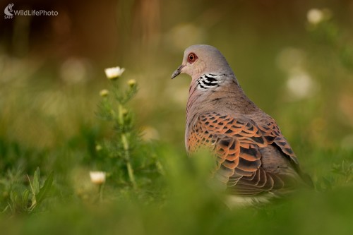 Hrdličiak, Ľubomír Ondráško