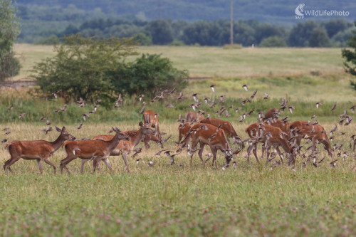 Jeleň lesný (Cervus elaphus), Jaroslav Praženka