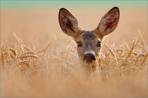 Ušaňa, Ján Maderič