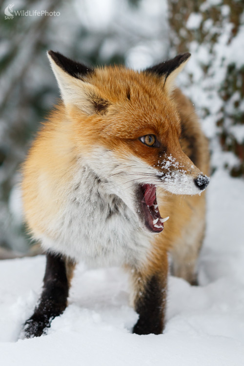 Líška hrdzavá (Vulpes vulpes), Jaroslav Praženka