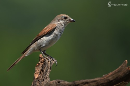 Strakoška, Maroš Detko