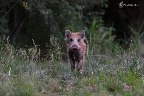 diviak lesný (Sus scrofa), Jaroslav Praženka