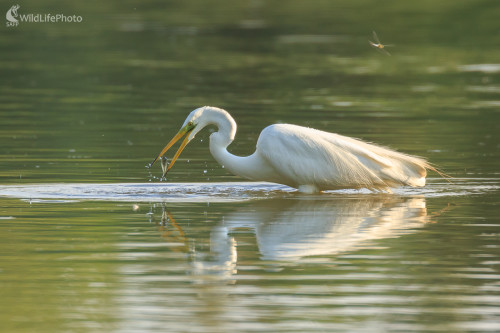 volavka biela (Egretta alba), Jaroslav Praženka