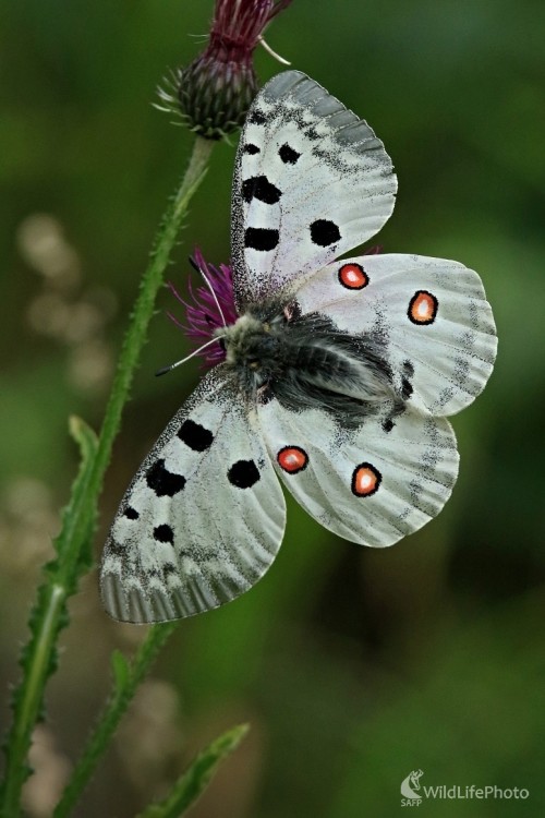 Štvoročko, Maroš Detko