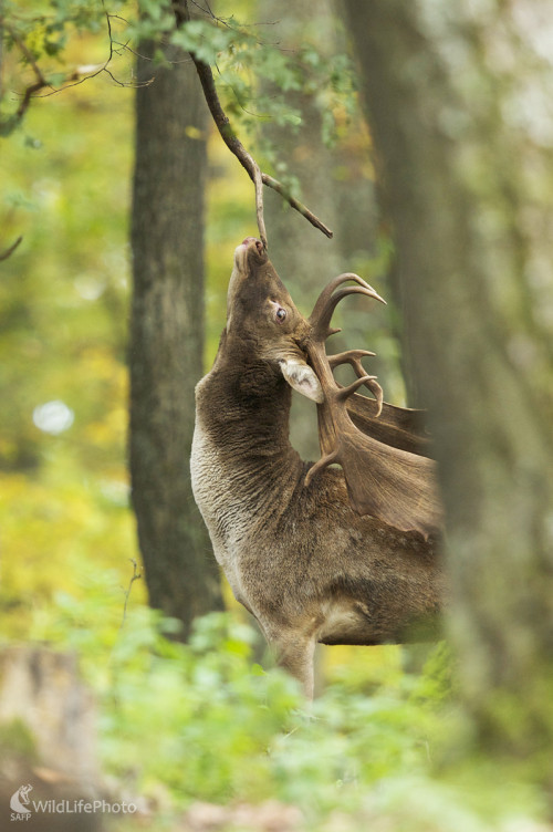 Októbrová vôňa lesa, Marian Zelina