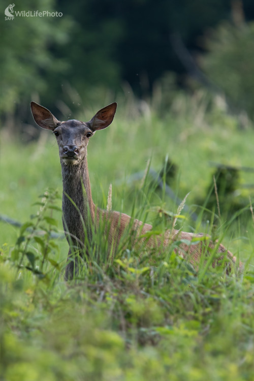 Jelenica, Martin Vondra