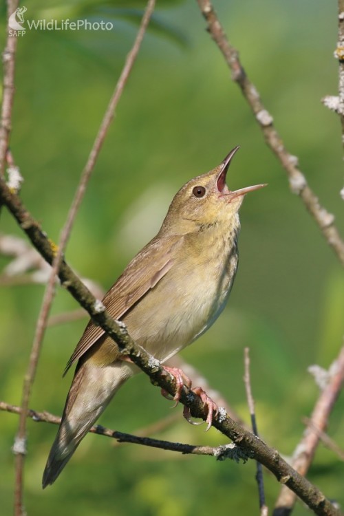 Svrčiak zelenkavý, Vladimír Michalec