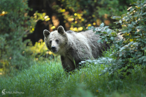 Pred západom slnka ..., Marián Jamrich