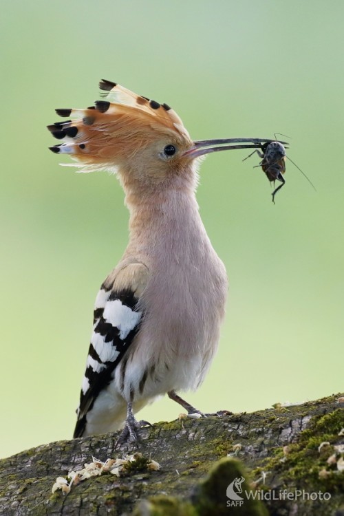 Lovec svrčkov, Vladimír Michalec