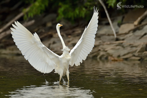 Anjelske krídla...., Vladimír Sabo