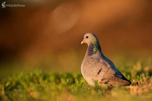 Na konci dňa, Ľubomír Ondráško