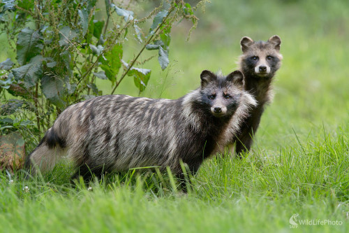 Na love, Dominik Kalata