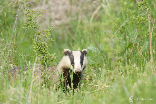 Jazvec lesný, Marian Zelina
