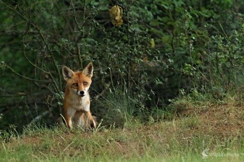 Pohľad z húštiny, Maroš Detko