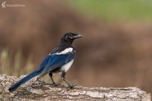 Pica, Ľubomír Ondráško