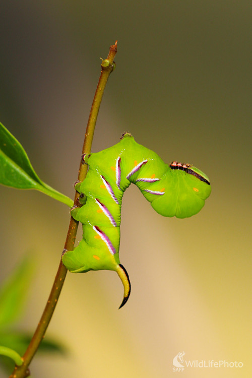 Lišaj orgovanový, Dominik Kalata