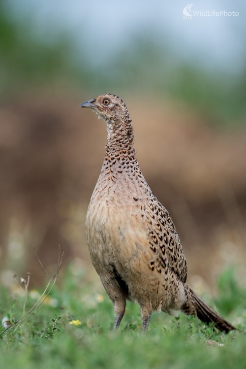 Na stráži, Ľubomír Ondráško