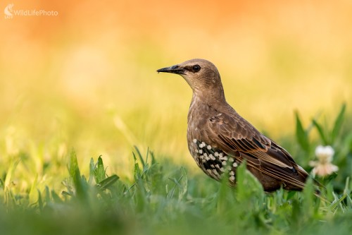 Junior, Ľubomír Ondráško