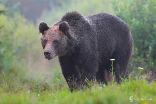 Medveď hnedý, Dominik Kalata