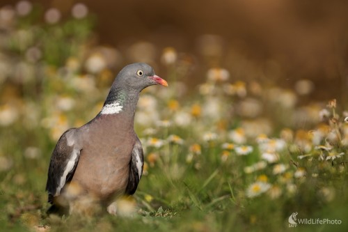 Holub   , Ľubomír Ondráško