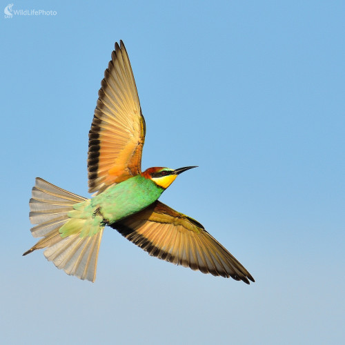 Včelárik zlatý - letovka, Vladimír Sabo