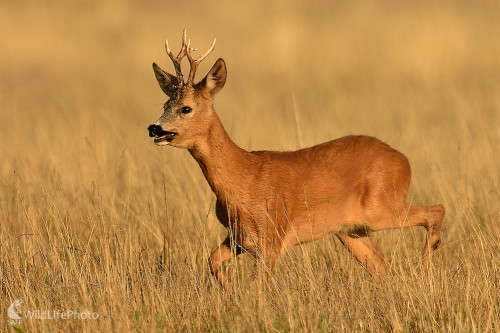 Za pachom rujnej srny..., Vladimír Sabo