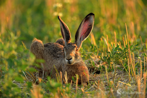 Myslel si, že ho nevidím, Vladimír Sabo