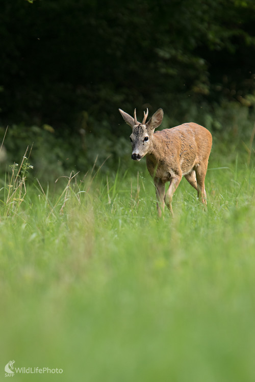 Za zvukom vábničky, Martin Vondra