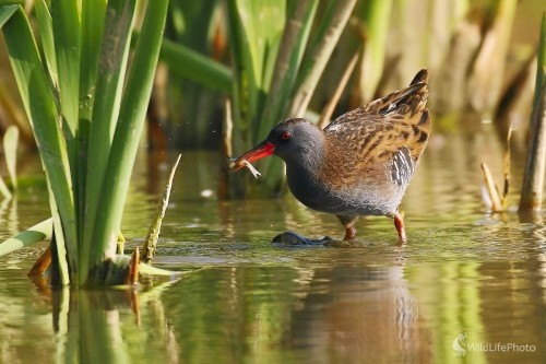 Malý lovec, Vladimír Michalec