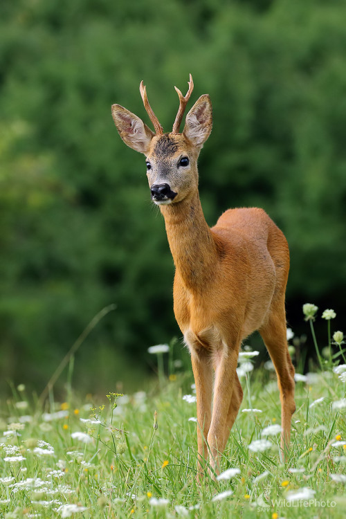 Srnček, Peter Jurík