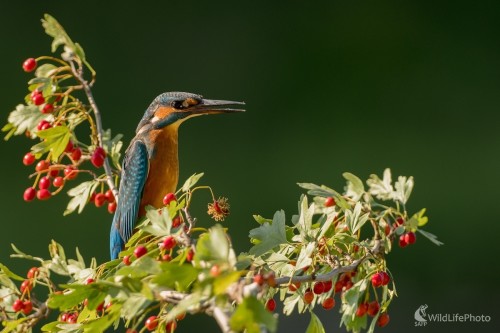Na rozhľadni, Ľubomír Ondráško