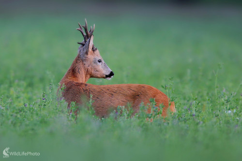 Raritka, Dominik Kalata