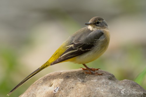 Trasochvost, Ľubomír Ondráško