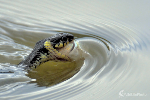 Predátor..., Vladimír Sabo