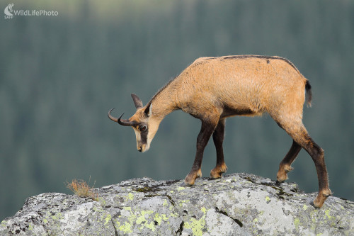 Mladík ..., Marián Jamrich