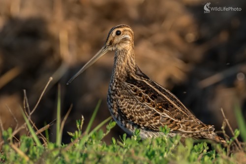 Návšteva, Ľubomír Ondráško
