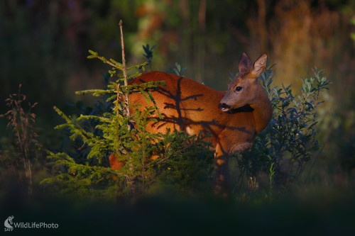 Srna, Dominik Kalata