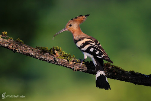 Dudok chochlatý, Dominik Kalata