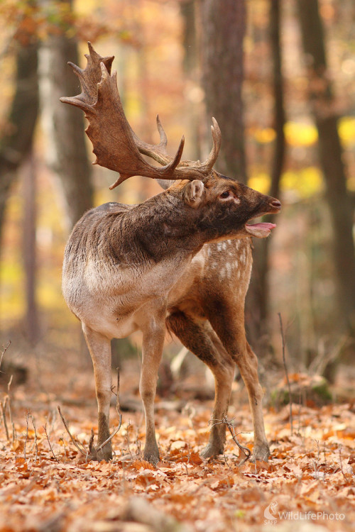 Na rujovisku ..., Marián Jamrich