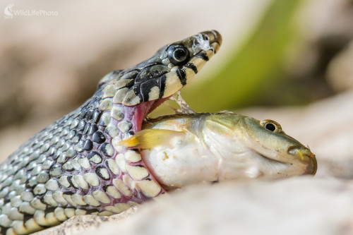 Natrix Natrix vs. Cyprinus carpio, Jaroslav Praženka