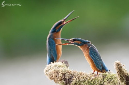 Sestry, Ľubomír Ondráško