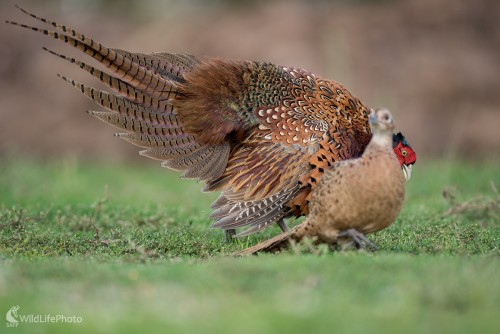 Tok, Ľubomír Ondráško
