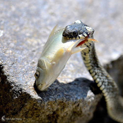 Veľké sústo, Vladimír Sabo