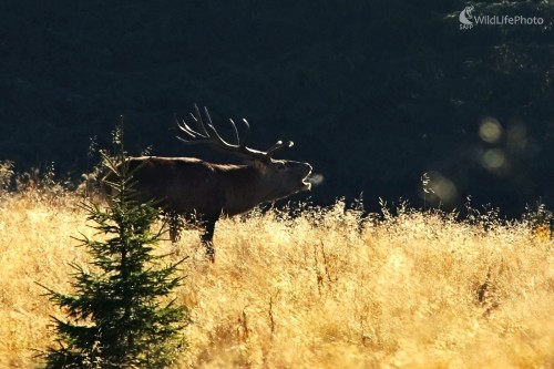 V protisvetle, Vladimír Michalec
